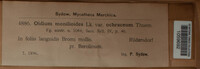 Oidium monilioides var. ochraceum image